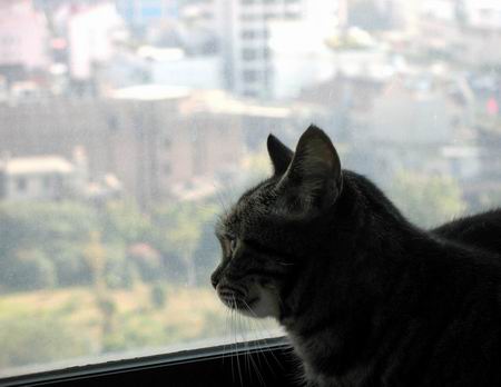 mcgee的猫maomao凝视窗外新世界
